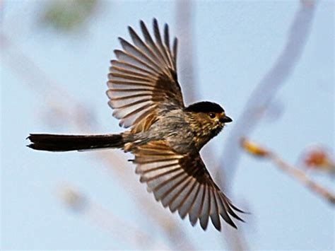 夢見雛鳥|夢見鳥、小鳥，夢到鳥、小鳥是什麽意思？